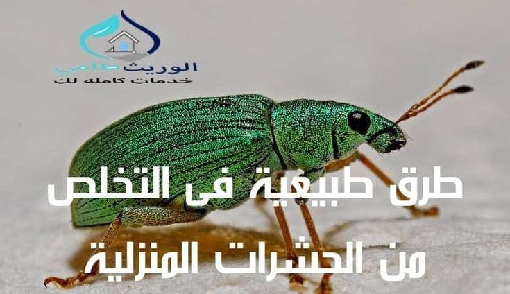 طرق طبيعية فى التخلص من الحشرات المنزلية Turtle