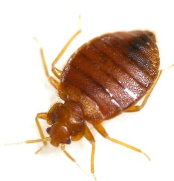 types of bed bugs