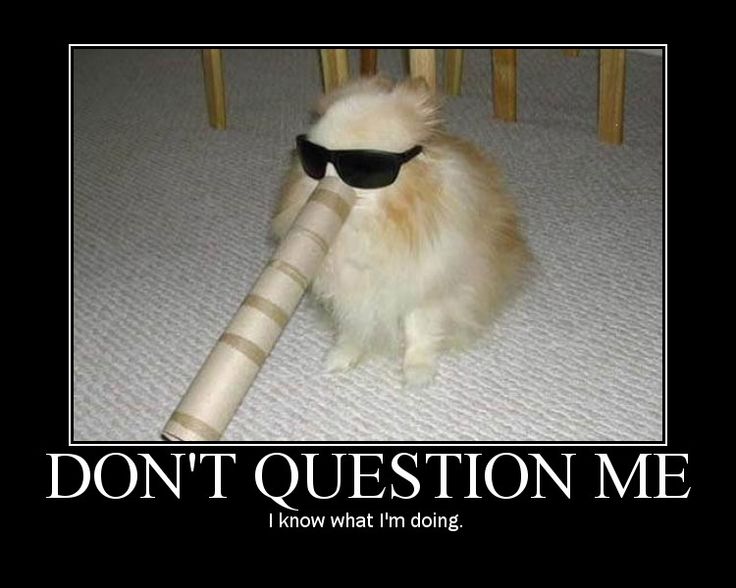 Yeah It Monday Google Search Funny Dog Pictures Funny Animal