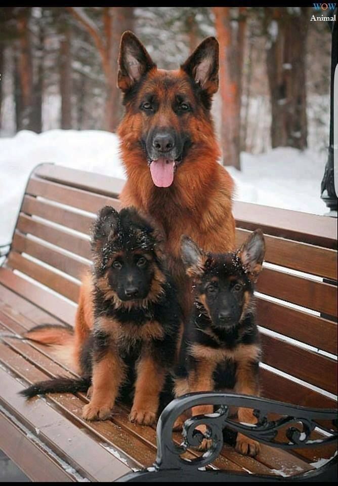 Pin By Cilade On Hot Diggity Dog Dogs Shepherd Puppies German