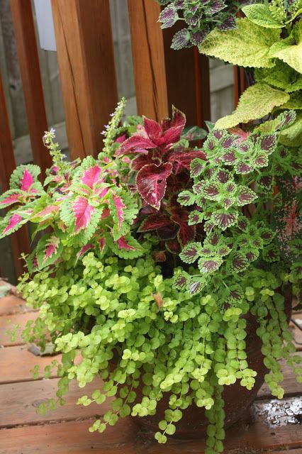 Container Ideas For Gardening a crash course in container gardening Container Gardens Container Ideas For Gardening 13 container gardening ideas potted plant ideas we love Container Gardens