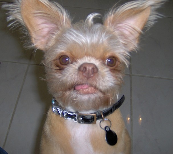 shih tzu chihuahua puppies 35 best shichi images on chihuahuas chihuahua mix and shih tzu shih tzu chihuahua puppies 35 best shichi images on chihuahuas chihuahua mix and shih tzu