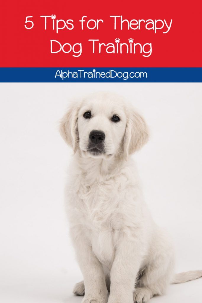 If You Re Thinking Of Giving Therapy Dog Training A Go Good For