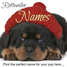 rottweiler growth chart pictures best 25 rottweiler puppies ideas on puppy breeds rottweiler and rottweiler growth chart pictures best 25 rottweiler puppies ideas on puppy breeds rottweiler and