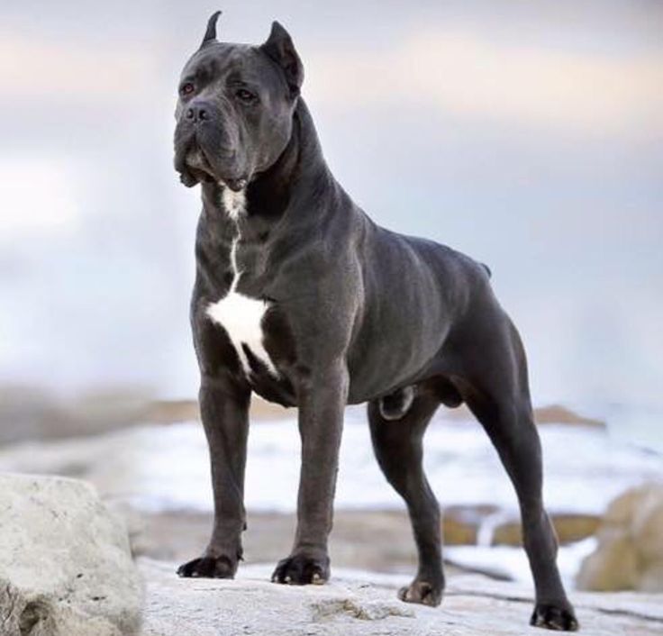 Big Italian Dog Names Big Italian Dog Names