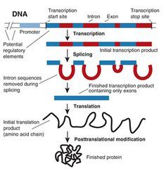 what does gene expression mean in biology what does gene expression mean in biology