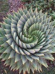 sacred g | Tumblr | Tattwas | Pinterest | Succulents, Plants and Garden