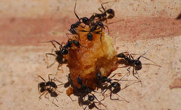 Ameisen Natürlich Bekämpfen Im Garten Ameisen natürlich bekämpfen | selbst.de in 2020 | Ameisen im garten