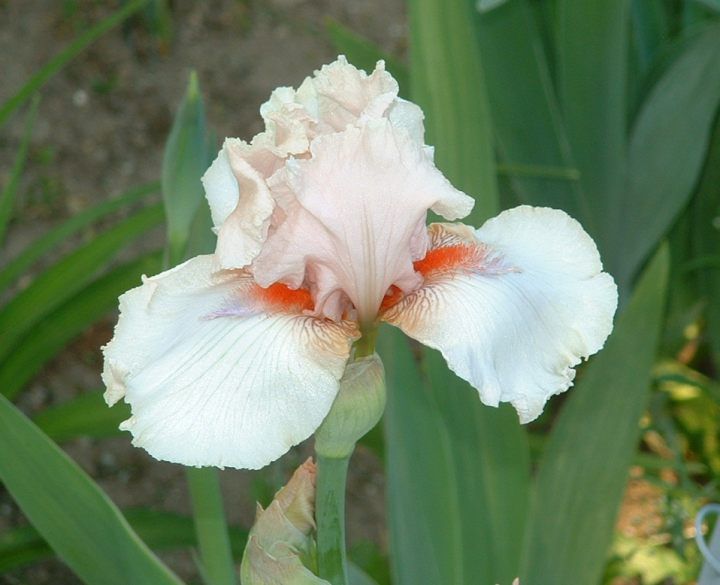 Http Wiki Irises Org Tbkthruo Tbnoblelady Plants Iris Flowers