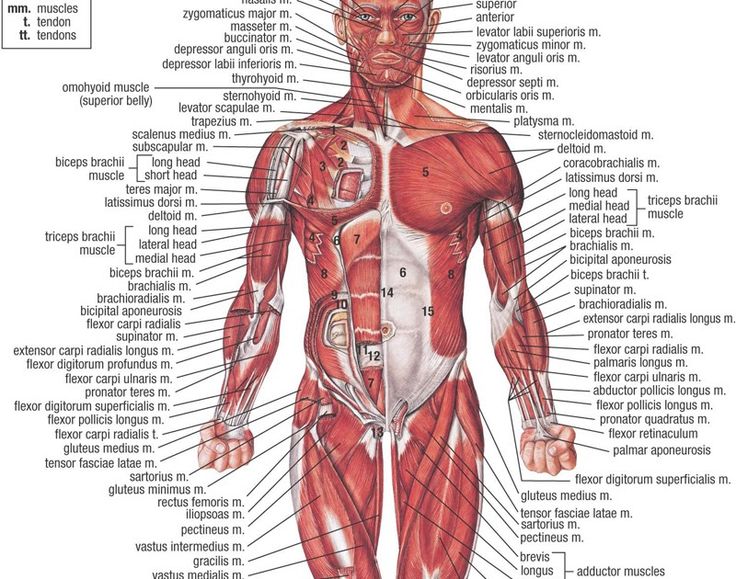achoshare list of free interactive web to explore 3d and human body organs diagram