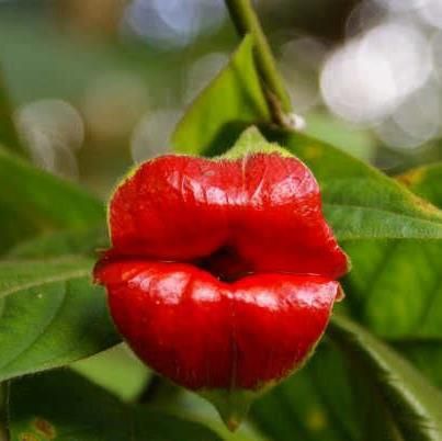 Best 25 Red Flowers Ideas On Pinterest Wedding 43 Beautiful And Seldom Seen Flowers Updated