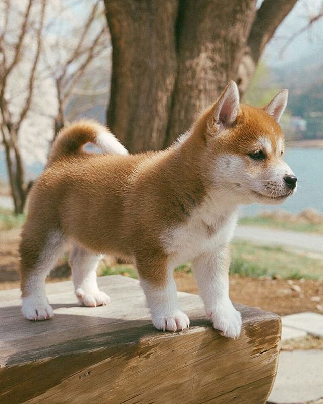 Puppies 3 おしゃれまとめの人気アイデア Pinterest Sheryl Richards 可愛い犬 かわいいペット 柴犬 可愛い Puppies 3 おしゃれまとめの人気アイデア Pinterest Sheryl Richards 可愛い犬 かわいいペット 柴犬 可愛い