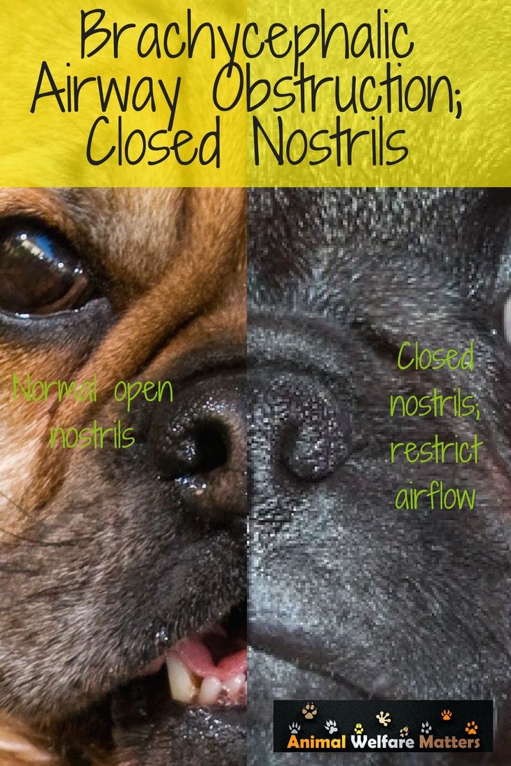 The Problem With Pugs And Other Brachycephalic Dog Breeds