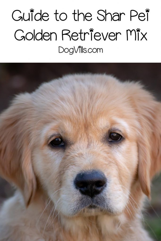 Shar Pei Golden Retriever Mix What You Need To Know Golden