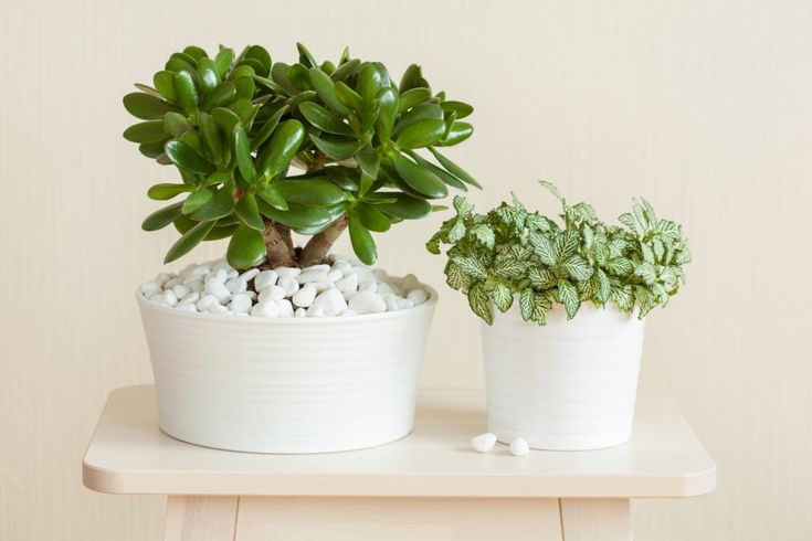 Money plant: attract prosperity into your life – Money plants Money plant: attract prosperity into your life – Money plants