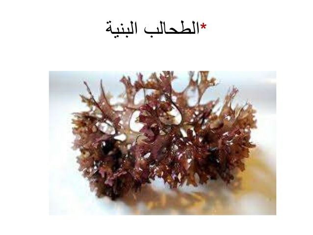 تعرف على تكوين الطحالب البنيه تعرف على تكوين الطحالب البنيه العناصر ١ التعريف ٢ التركيب ٣ التكاثر الاجنسي والجنسي Ceiling Lights Herbs Brown