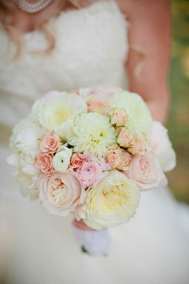 White Patience Garden Rose 296 best cut roses - juliet, keira & patience images on pinterest White Patience Garden Rose 296 best cut roses - juliet, keira & patience images on pinterest