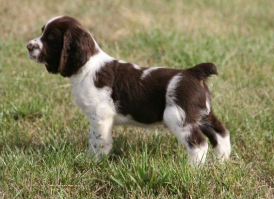 804 best engelse springer spaniels | spaniels | springer spaniel