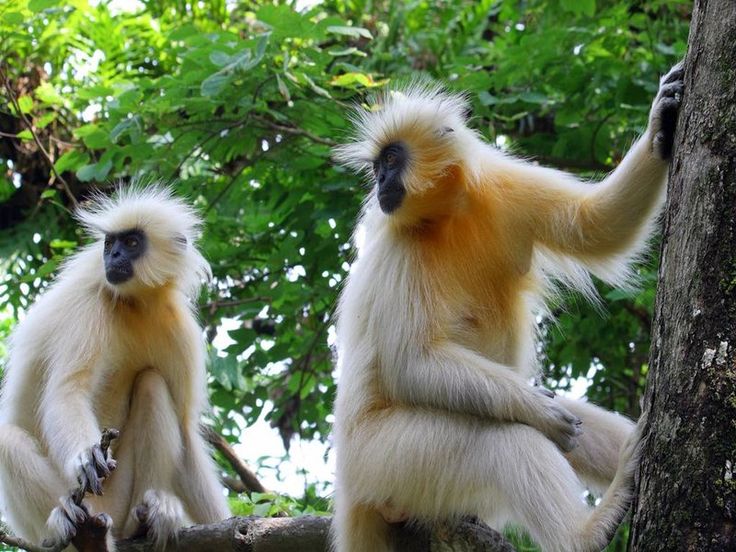 13 Species of Monkeys Found in The Indian Subcontinent | Most beautiful