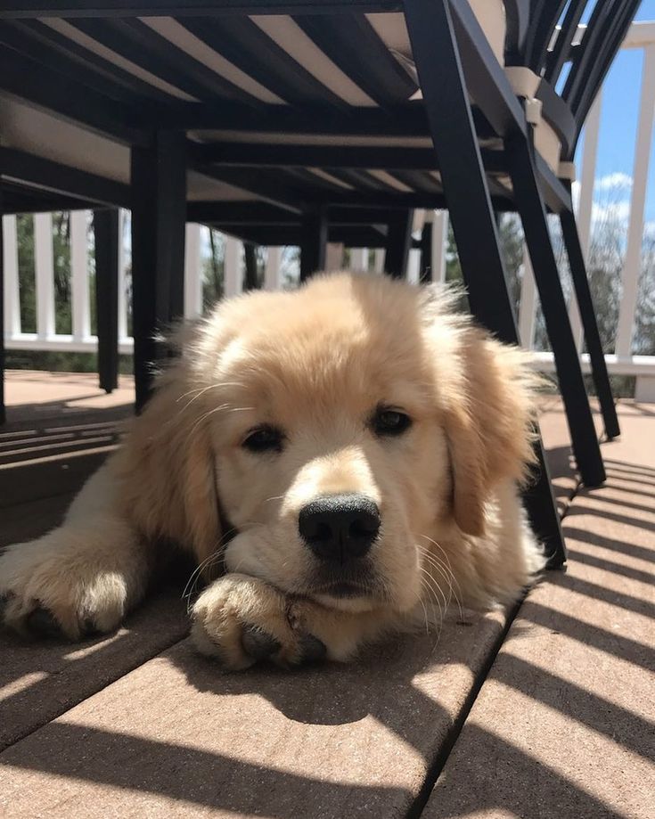 Tatum Golden Retriever Golden Retriever Tatum