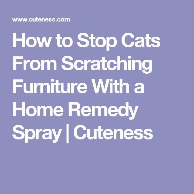 How To Stop Cats From Scratching Furniture Home Remedy How To Stop Cats From Scratching Furniture Home Remedy