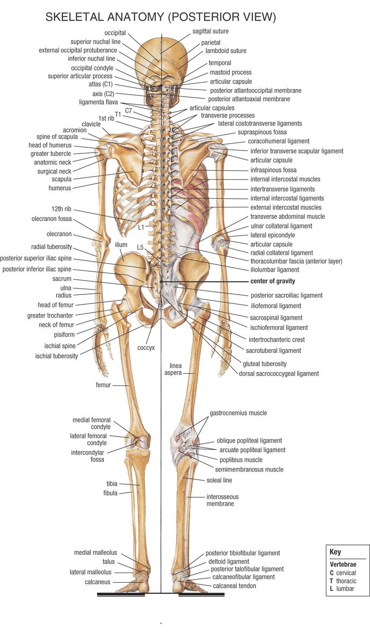 Worksheets Earthworm Anatomy Worksheet 568 best science diagrams images on pinterest graphic organizers skeletal anatomy posterior view reference for ripped out angel wings obviously as no such thing exists a bit of artistic lic