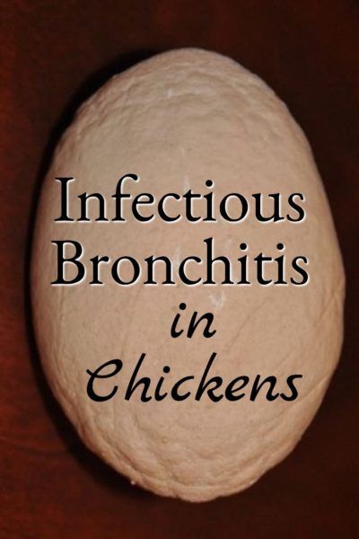 infectious bronchitis chickens Infectious bronchitis, viral respiratory disease, nephritis and uremia, broilers and layer industry, drastic drop in egg production, kidney lesions, family coronaviridae are the most. infectious bronchitis chickens Infectious bronchitis, viral respiratory disease, nephritis and uremia, broilers and layer industry, drastic drop in egg production, kidney lesions, family coronaviridae are the most.