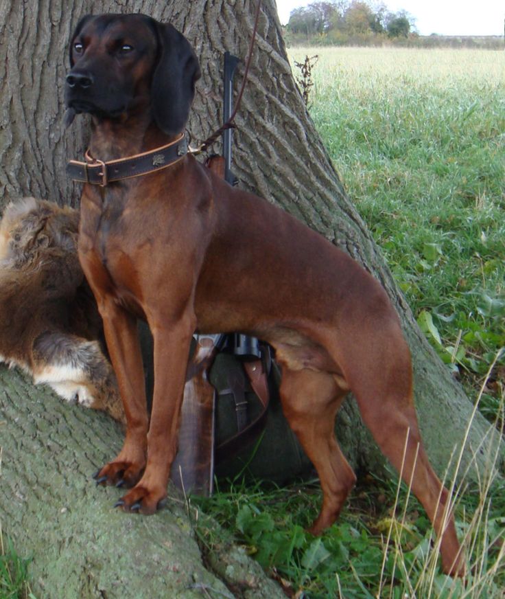 Gun Dog Cross Puppies For Sale Gun Dog Cross Puppies For Sale