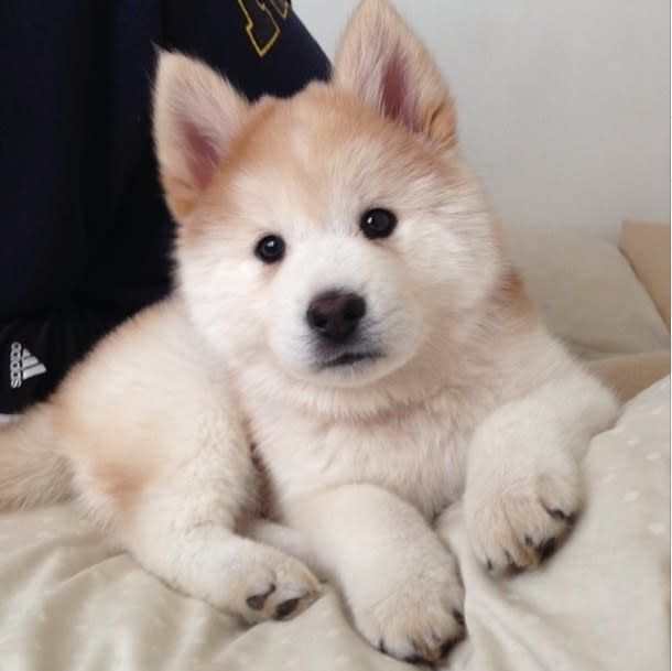Chusky Dog Siberian Husky Chow Mix Info Puppies Temperament