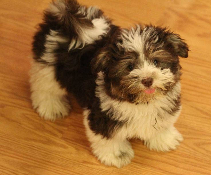types of havanese best 25 havanese puppies ideas on breeds pictures havanese and types of havanese best 25 havanese puppies ideas on breeds pictures havanese and