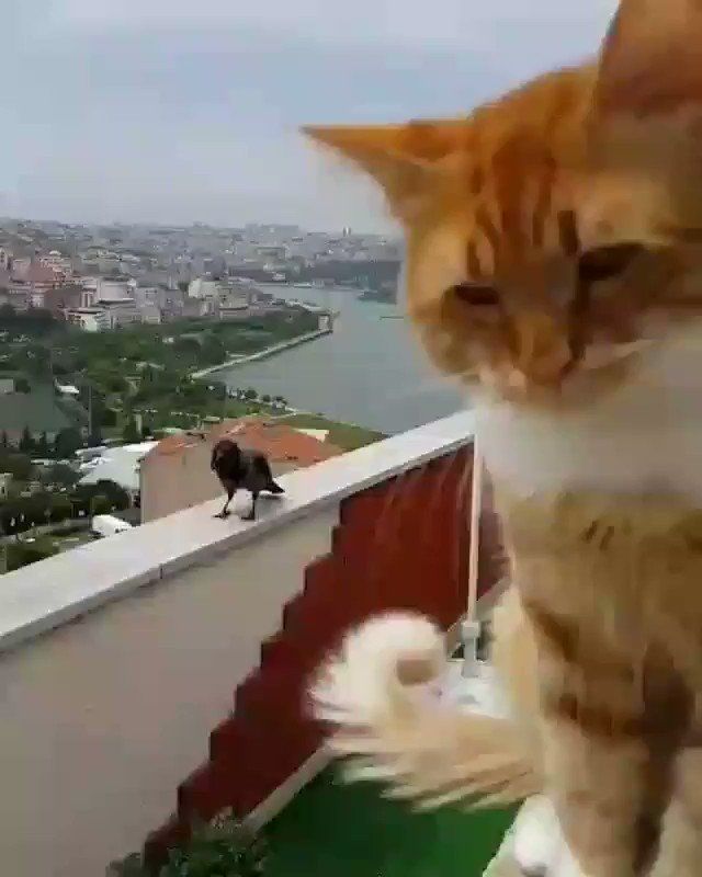 Sari Zaki On Twitter This Is So Sweet Happycatclub Ig From Oxdenhalistoprak Funny Cats Cute Animals Funny Animal Videos