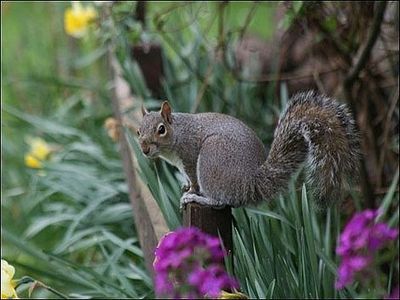 Garden Ideas To Keep Animals Out best 25+ squirrel repellant ideas on pinterest | deer repellant Garden Ideas To Keep Animals Out best 25+ squirrel repellant ideas on pinterest | deer repellant