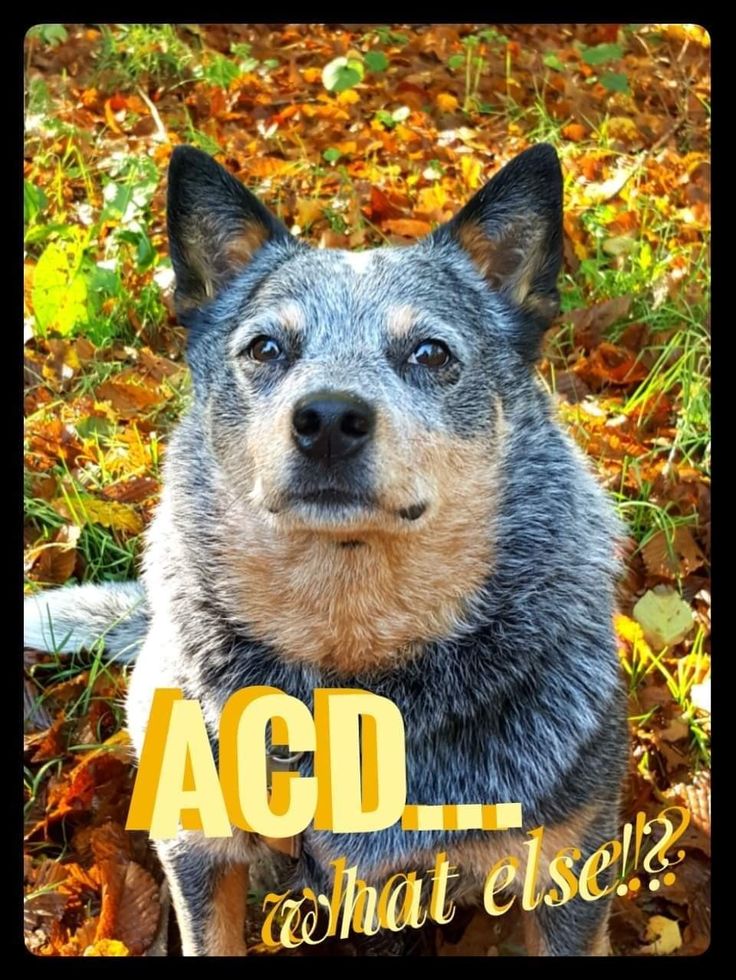 Pin By Lisa Hines On Dogs Blue Heeler Australian Cattle Dog I