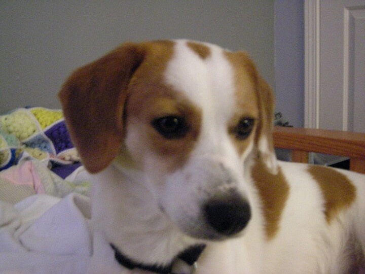 Bee lick beagles Tit fucked cum