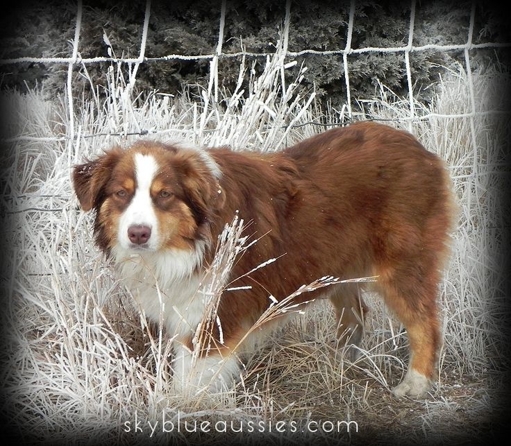 rockin b miniature australian shepherd 105 best australian shepherds images on pinterest dog aussies rockin b miniature australian shepherd 105 best australian shepherds images on pinterest dog aussies