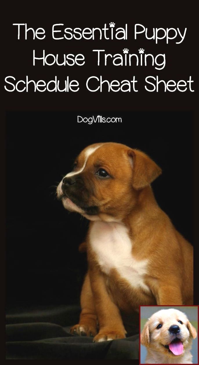 1 Have Dog Behavior Problems Learn About House Training A Great