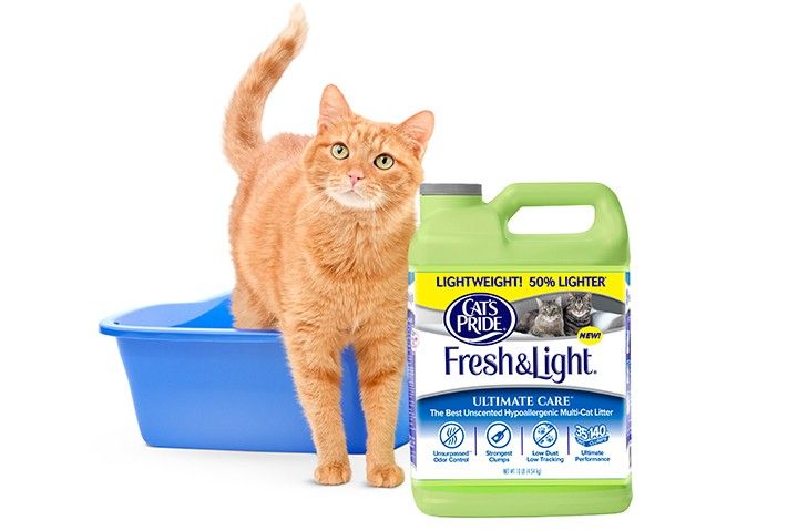 My Cat Is Refusing To Use The Litter Box My Cat Is Refusing To Use The Litter Box