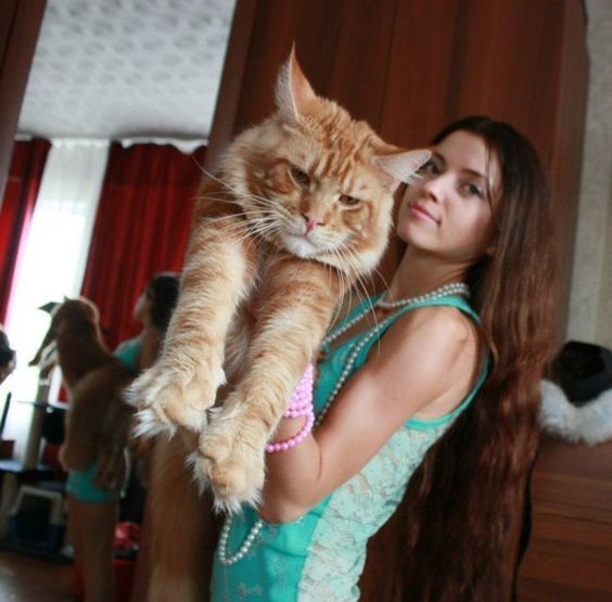 My Cat Doesn T Like To Be Picked Up My Cat Doesn T Like To Be Picked Up