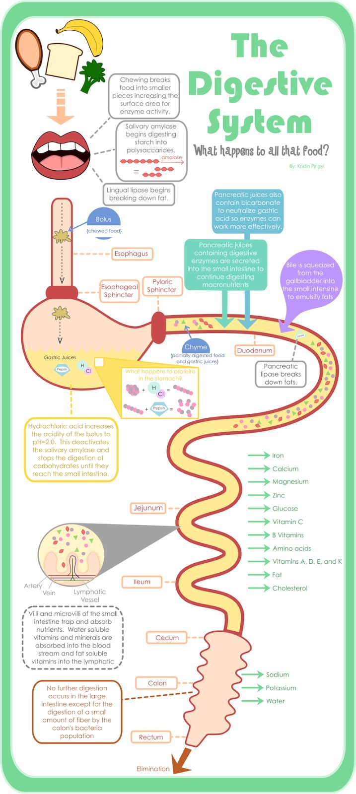 a research of stem cell in 1998 Stem cells faqs covers stem cell types, including embryonic stem cells, uses and ethical issues an exciting new trial to test the effectiveness of stem cells in early knee osteoarthritis is. a research of stem cell in 1998 Stem cells faqs covers stem cell types, including embryonic stem cells, uses and ethical issues an exciting new trial to test the effectiveness of stem cells in early knee osteoarthritis is.