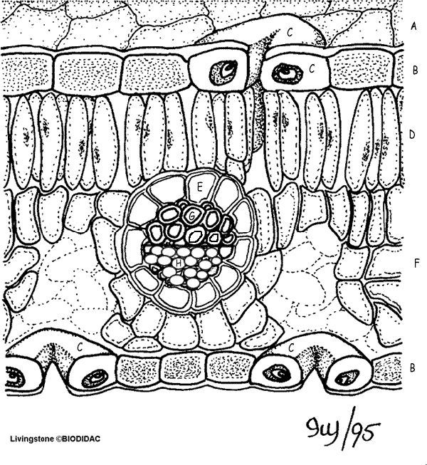 This worksheet describes the anatomy of the leaf. Students ... Xylem And Phloem Worksheet