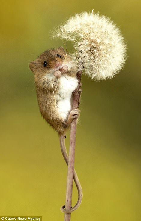 Mice to meet you! Photographer captures adorable mouse romance – Mäuse Mice to meet you! Photographer captures adorable mouse romance – Mäuse