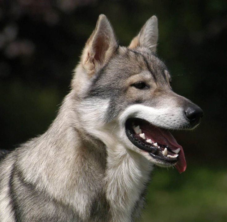 Tamaskan Dog The Wolf Lookalike AnimalsBay Perro