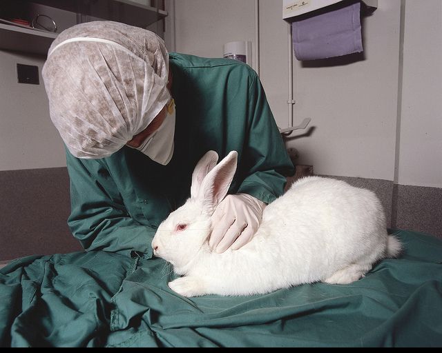 The 25+ best Mary kay animal testing ideas on Pinterest Beauty - animal specialist sample resume The 25+ best Mary kay animal testing ideas on Pinterest Beauty - animal specialist sample resume