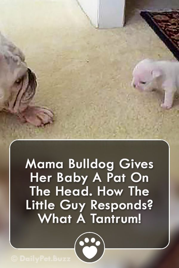 Mama Bulldog Gives Her Baby A Pat On The Head How The Little Guy