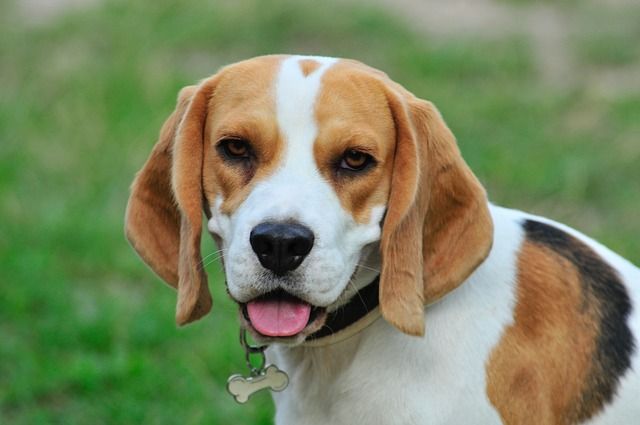 Free Image On Pixabay Pet Dog Animals Cute Animal Friendly