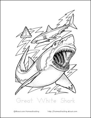 learn about sharks with free printables