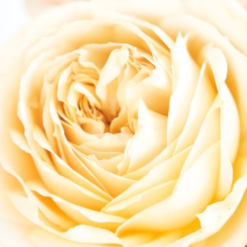 Cream Garden Rose 14 best fifty flowers images on pinterest | garden roses Cream Garden Rose 14 best fifty flowers images on pinterest | garden roses