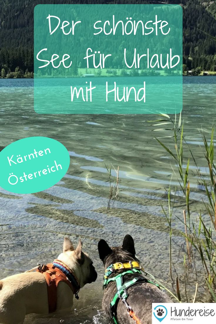 Partnersuche mit hund österreich