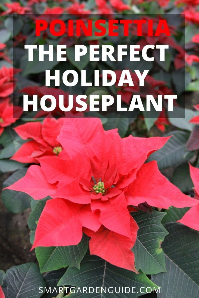 Poinsettia Plant Care Tips Decor For The Holiday Poinsettia Plants Make A Great Addition To Your Festive Decorations Learn All About How Care For The Best Christmas Houseplant
