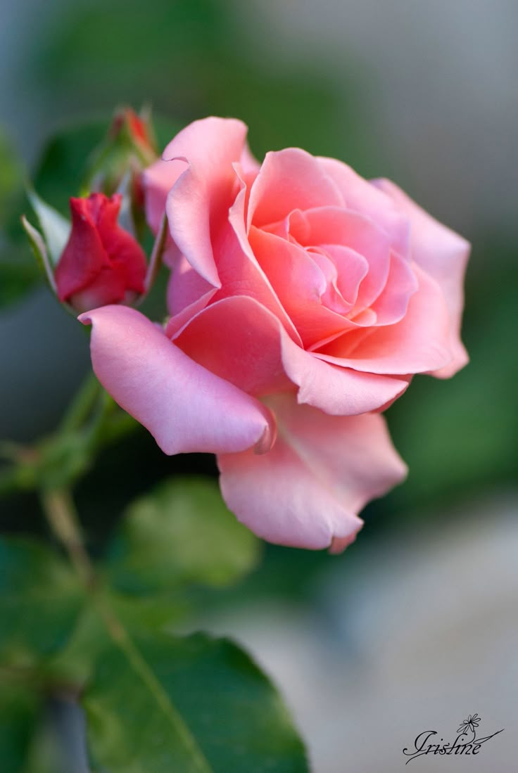 Images Of Beautiful Flowers - BDFjade